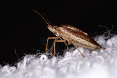 Close-up of insect over black background