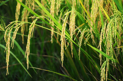 Close-up of wheat crop in field