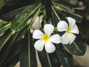 Close-up of white frangipani blooming outdoors