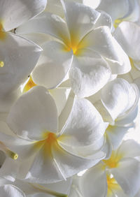 Close-up of white flowering plant