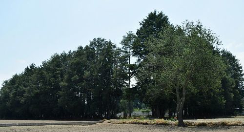 Trees against clear sky