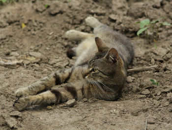 High angle view of a cat on field