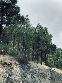 Trees in forest against sky