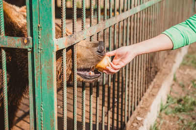 Full length of a hand eating cat in zoo