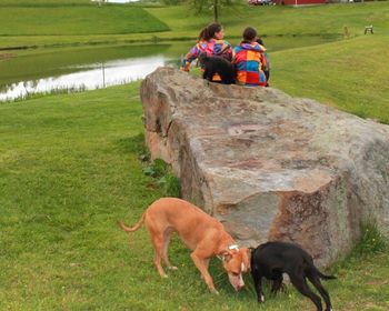 Dog on grass