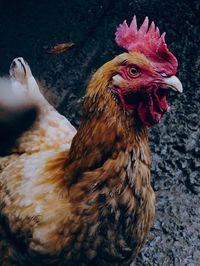 Close-up of a hen against blurred background