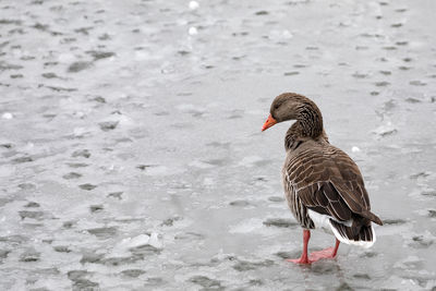 Close-up of bird in water