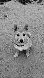 High angle portrait of dog