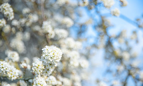 Close-up of white cherry blossom tree