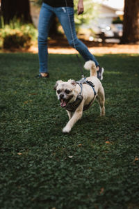 Low section of woman with dog walking on grass