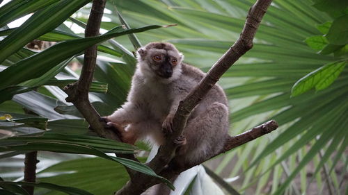 Low angle view of lemur sitting on tree