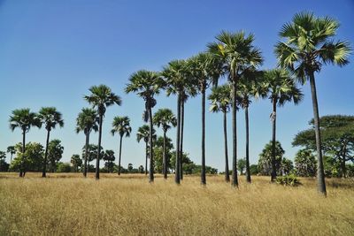 Panoramic view of palm trees on field against sky
