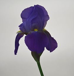 Close-up of purple iris blooming against white background