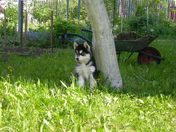 Dog in backyard