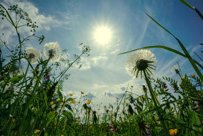 Low angle view of dandelion against sky