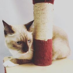 Portrait of cat sitting on floor