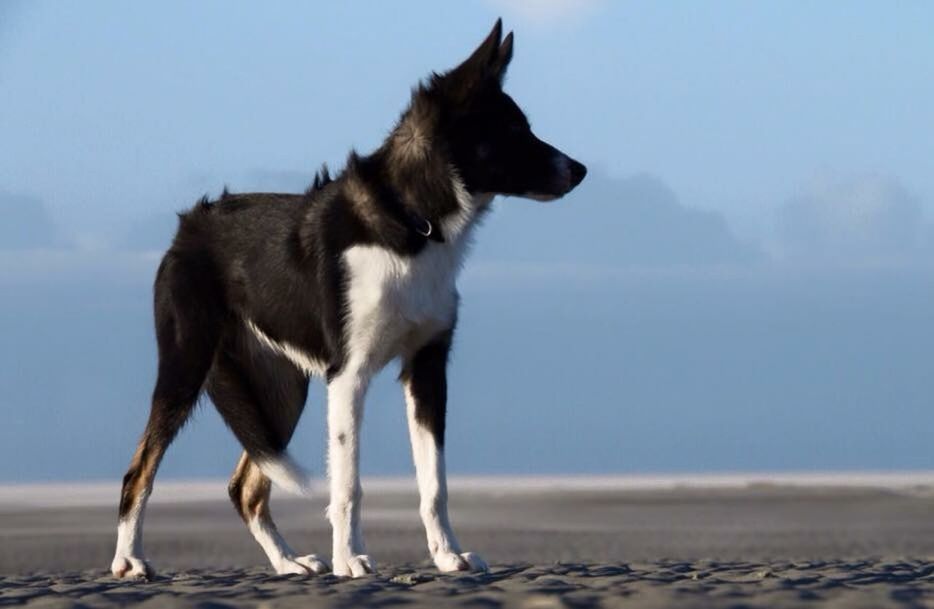 one animal, animal themes, domestic animals, mammal, pets, dog, sky, full length, beach, looking away, sea, sitting, side view, day, nature, outdoors, horizon over water, focus on foreground, sunlight, standing