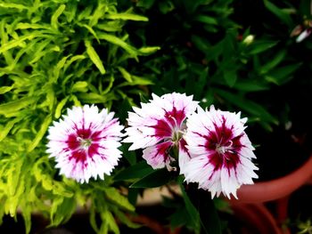 Close-up of purple flowering plant