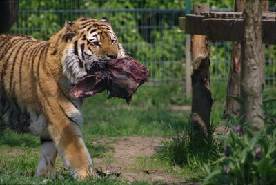 Tiger on grassy field