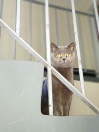 Portrait of cat looking through metal railing