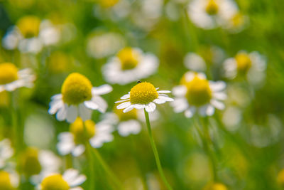 A beautiful, scented fresh chamomile growing in the garden. shallow depth of field photo. 