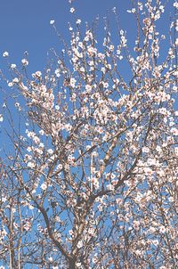 Low angle view of flowers on tree