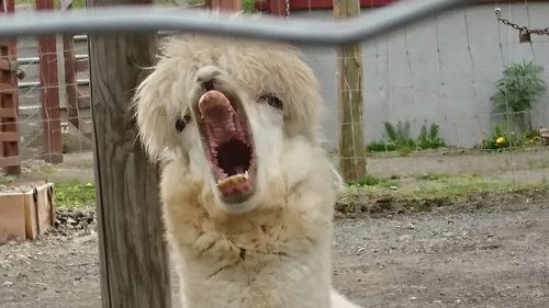 Close-up of dog on field