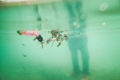 Close-up of fishes swimming in sea