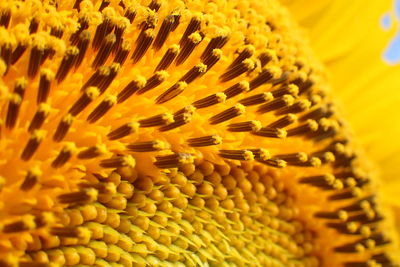 Full frame shot of yellow flower