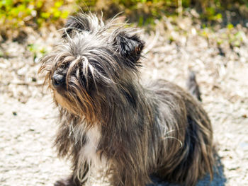 Close-up of dog