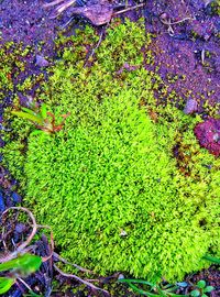 Close-up of green plants