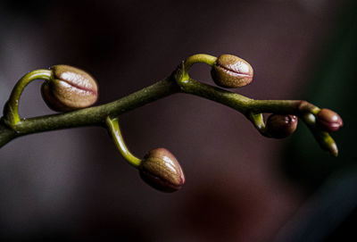 Close-up of flower bud