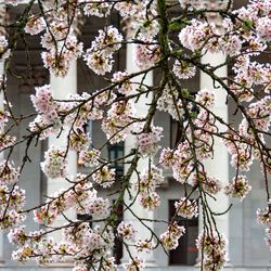 Low angle view of flowers on tree
