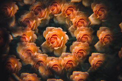 Full frame shot of roses