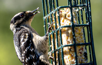 Woodpecker feeds