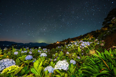 Beautiful flowers blloms under the starry skies at northern blossoms, atok, benguet, philippines.