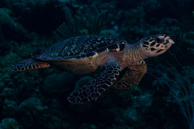 Close-up of turtle in sea