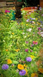 View of flowering plants in yard