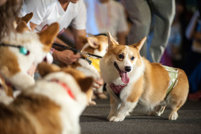 Midsection of men with pembroke welsh corgis during dog show
