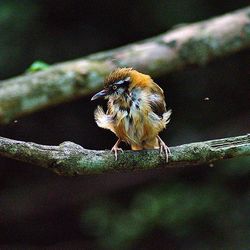 Close-up of bird perching on tree