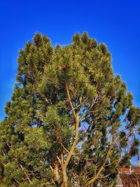 Low angle view of tree against blue sky