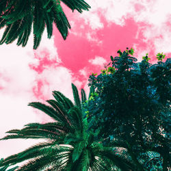 Low angle view of palm trees against sky