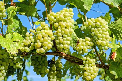 Low angle view of grapes growing on tree