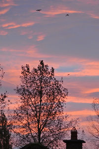 Low angle view of silhouette tree against orange sky