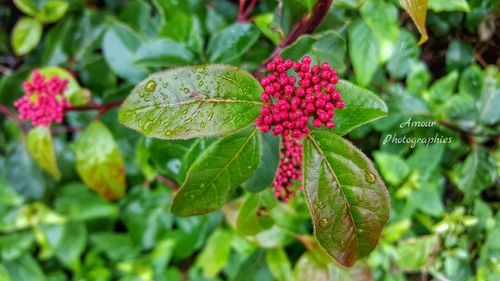 Close-up of plant