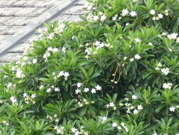 Low angle view of fresh plants in greenhouse