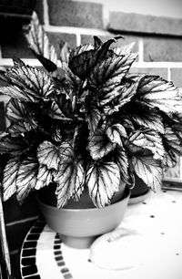 Close-up of potted plant