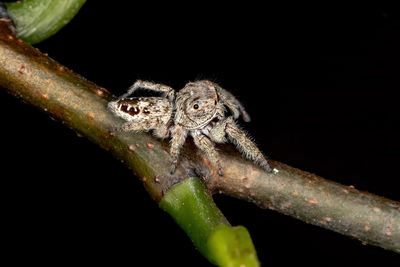 Close-up of insect on leaf against black background