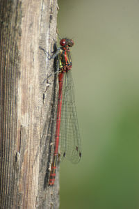 Close-up of dragonfly perching on a tree