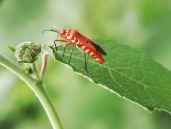 Close-up of insect on leaf